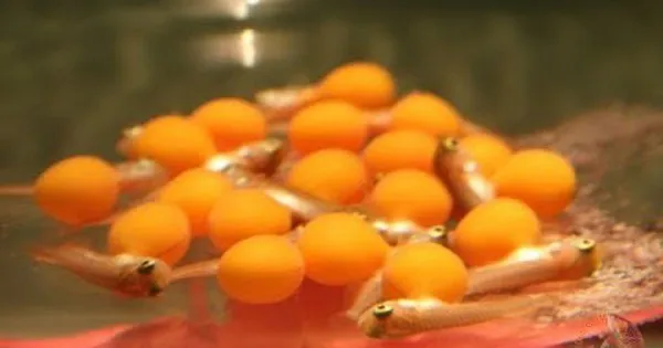 Tiga Belas Orang Keracunan Setelah Konsumsi Telur Ikan Hias di Thanh Hoa
