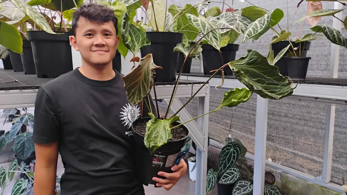 Raka Nanda: Dari PNS ke Dunia Anthurium yang Menguntungkan