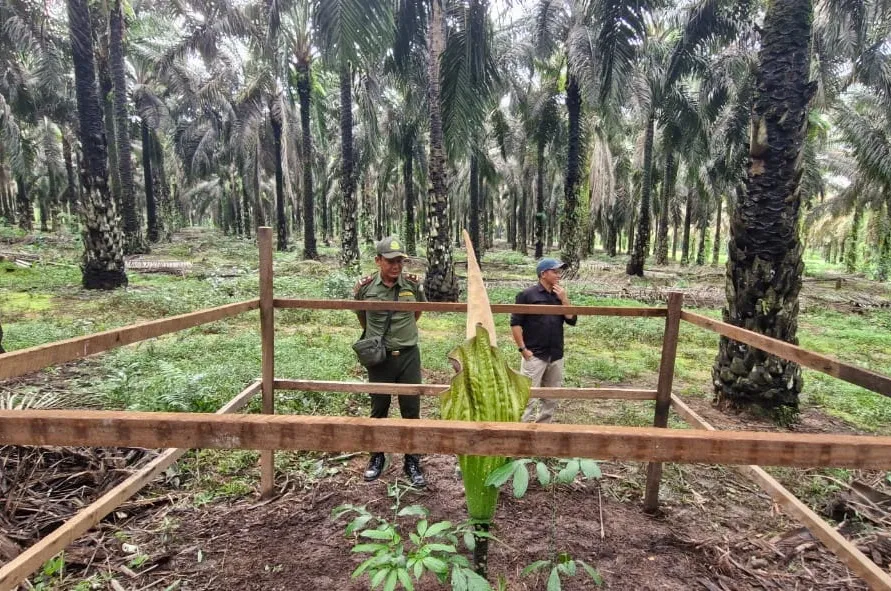 BKSDA Kunjungi Lokasi Bunga Bangkai Langka di Kebun Sawit Mustika Sembuluh