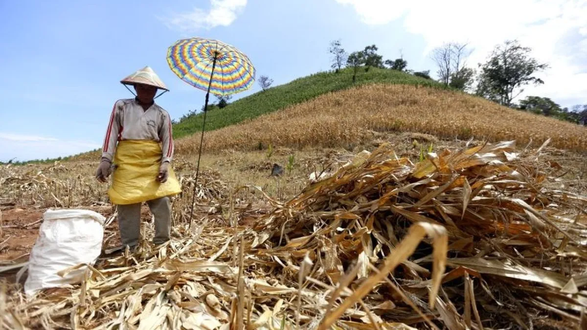 Sektor Pertanian Gorontalo: Penyumbang Utama Ekonomi dan Eksportir Jagung