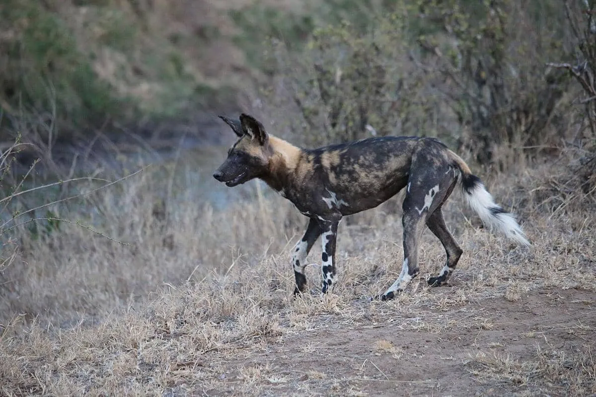 Mengenal Lima Spesies Canidae yang Hidup di Afrika