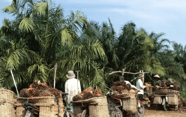Industri Sawit Serap Tenaga Kerja Desa Tanpa Syarat Pendidikan Tinggi