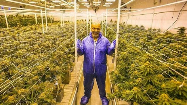 Mike Tyson Mengungkap Penyesalan Terhadap Keputusan Tidak Menggunakan Ganja Sejak Dulu