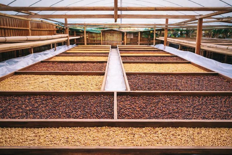 Kopi Indonesia Dikenal Berkualitas Tinggi di Pasar Global