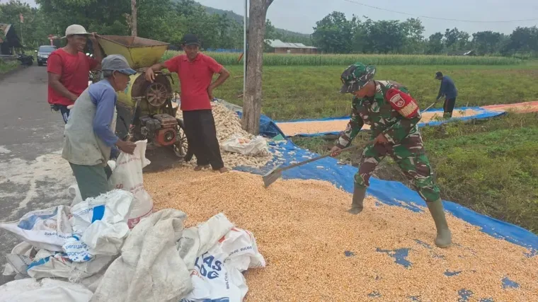 TMMD ke-127 Dukung Petani Cikuya Melalui Edukasi Pertanian