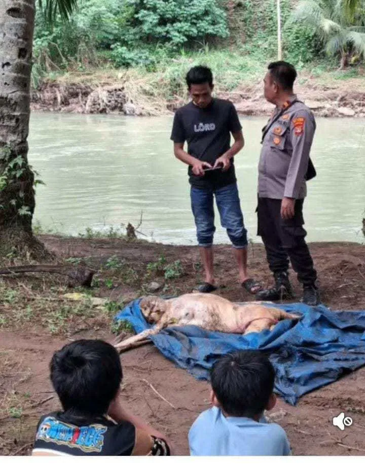 Penemuan Mayat Mengapung di Sungai Way Umpu, Polsek Kasui Selidiki Penyebabnya