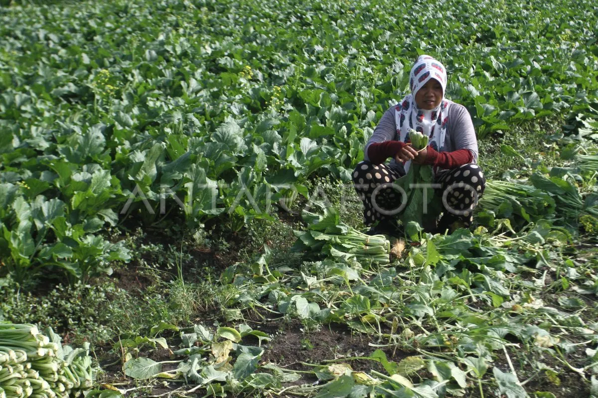 Jawa Timur, Sentra Utama Produksi Hortikultura di Indonesia