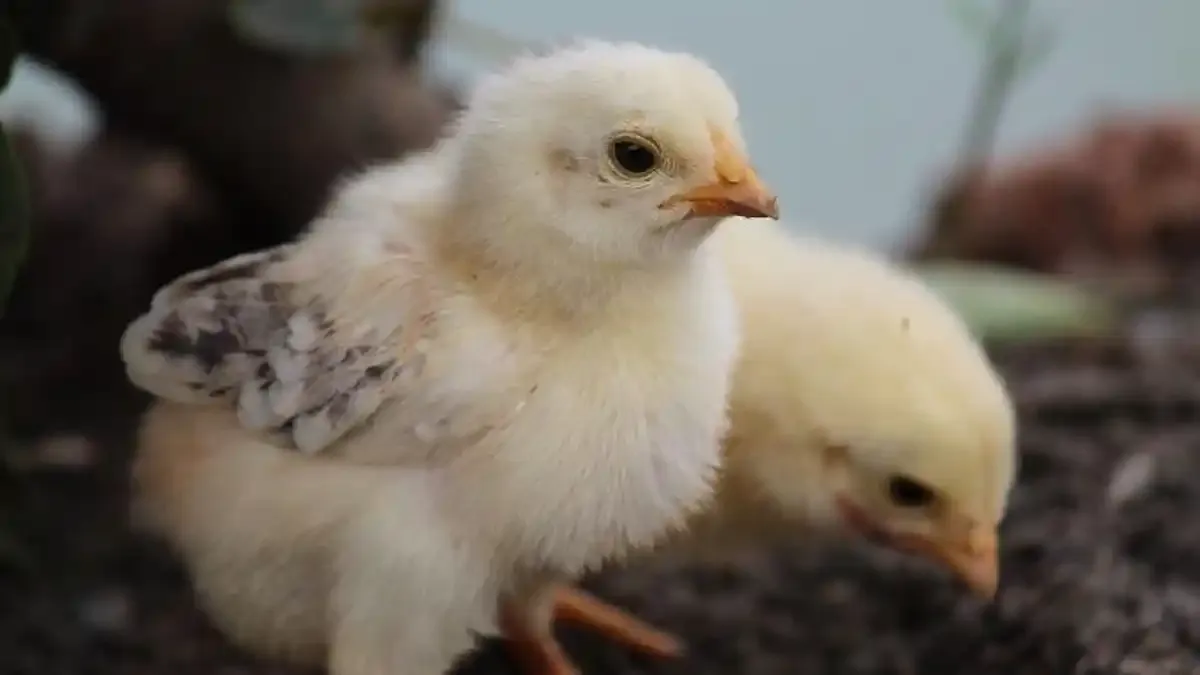 Peternak Ayam Pati Protes Ketidakadilan Distribusi Bibit Ayam