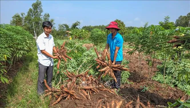 Tay Ninh: Pusat Pertumbuhan Industri Singkong dan Pati Berbasis Ekonomi Berkelanjutan