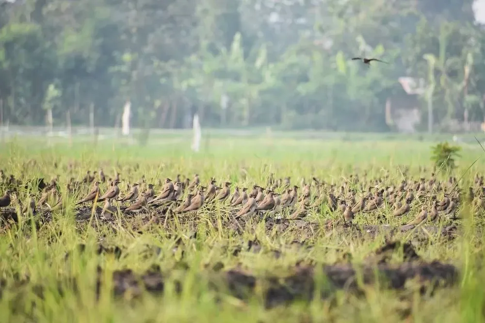 Burung Migran dari Rusia dan China Singgah di Kediri