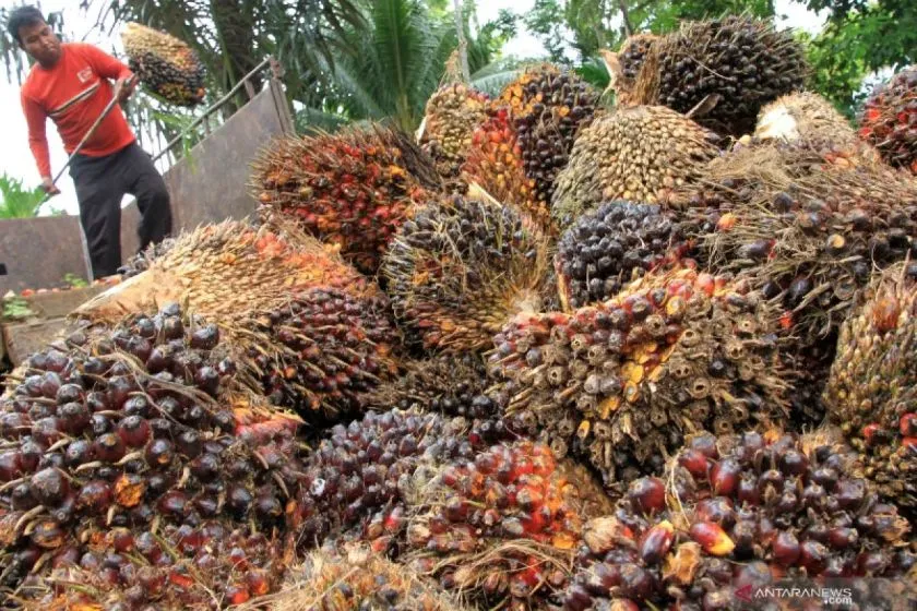 Indonesia Mendesak Uni Eropa Patuh pada Keputusan WTO Soal Minyak Sawit