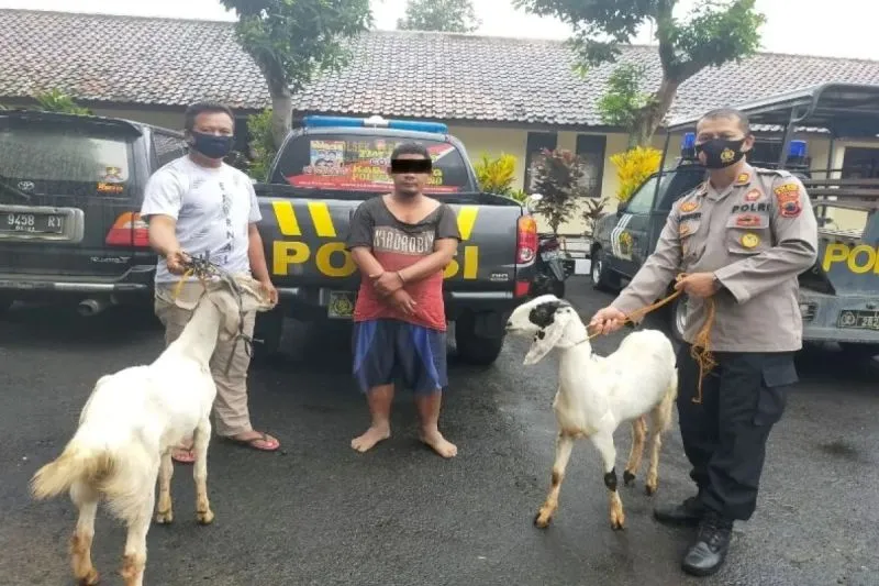 Polisi Tangkap Buronan Pencuri Kambing di Gowa Setelah Setahun Melarikan Diri