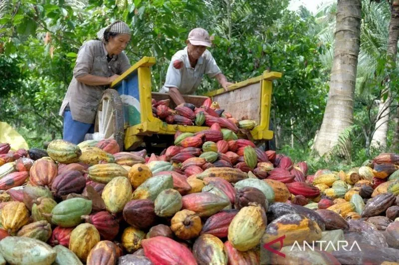 Indonesia Perkuat Daya Saing sebagai Pusat Pengolahan Kakao Global