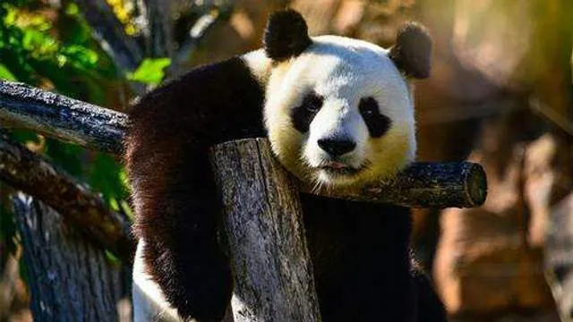 Hua Hua, Panda Menggemaskan yang Viral dan Menarik Wisatawan