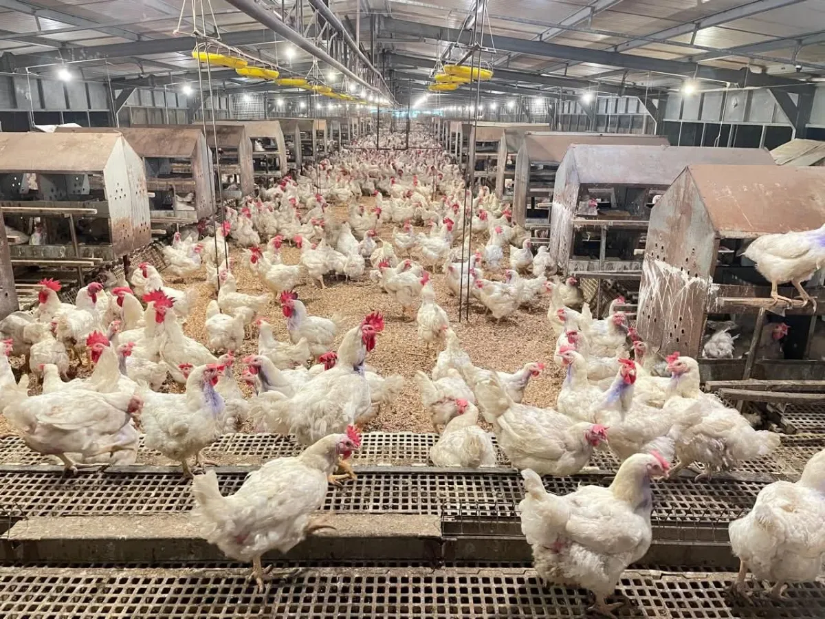 Kementan Pastikan Stok dan Harga Ayam Stabil Menjelang Ramadan