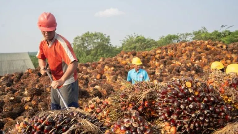 Indonesia Tekankan Uni Eropa Terapkan Putusan WTO tentang Minyak Sawit