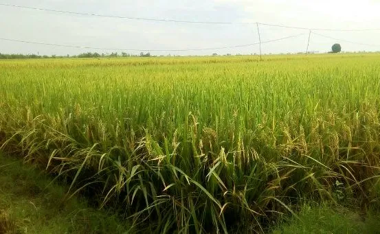 Harga Gabah Petani di Blora Anjlok, Menjadi Beban Ekonomi