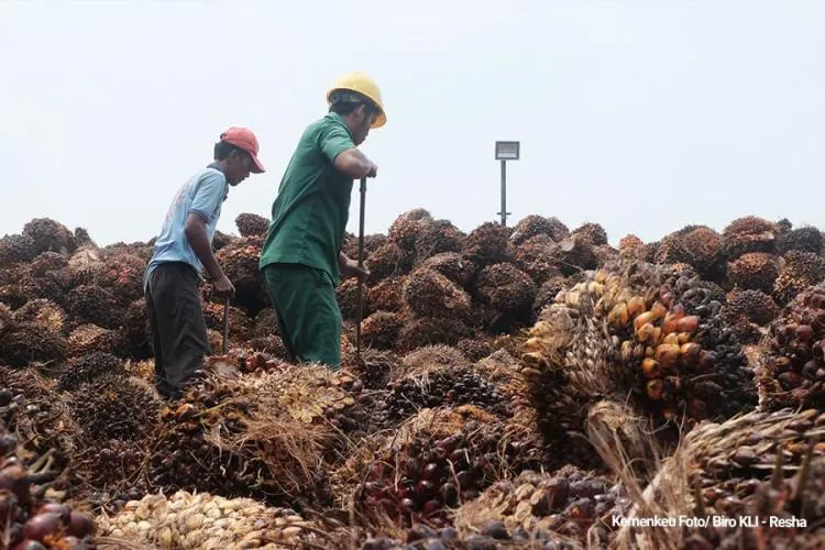 Tarif Nol Persen CPO Indonesia ke AS: Peluang dan Tantangan untuk Pasar Uni Eropa