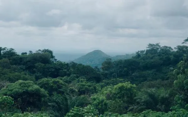 Perpres Baru: Hutan Jadi Sumber Ekonomi Melalui Pengelolaan Karbon