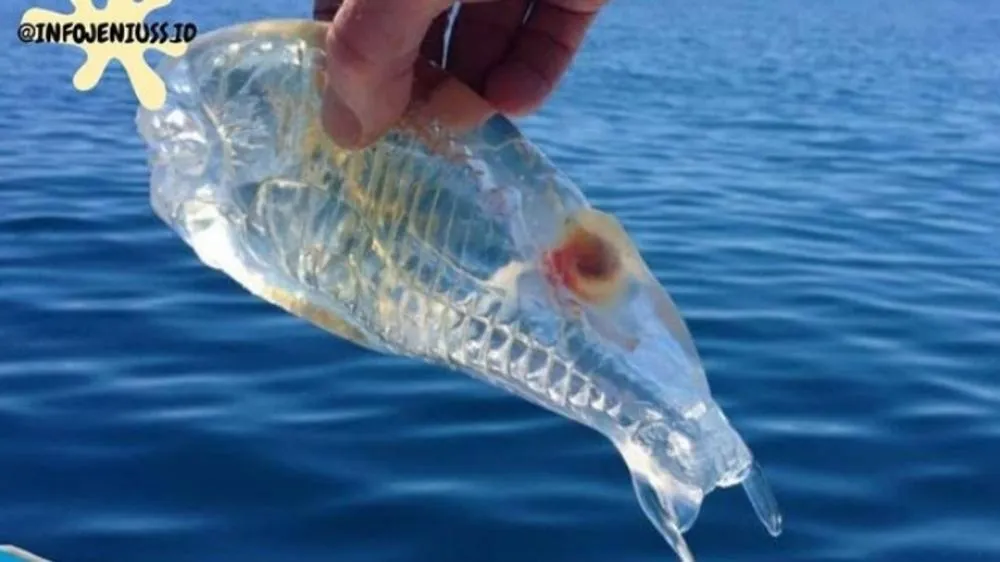 Mengenal Ikan Salpa Maggiore: Keajaiban Transparan di Lautan