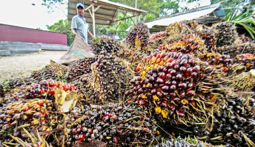 Harga TBS Kelapa Sawit di Riau Turun Rp27,01/kg untuk Pekan Depan