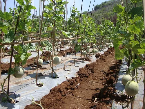 UGM Kembangkan Pertanian Melon di Kawasan Pantai Gunung Kidul