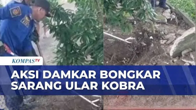 Petugas Damkar Evakuasi Ular Kobra dari Permukiman Warga Madiun