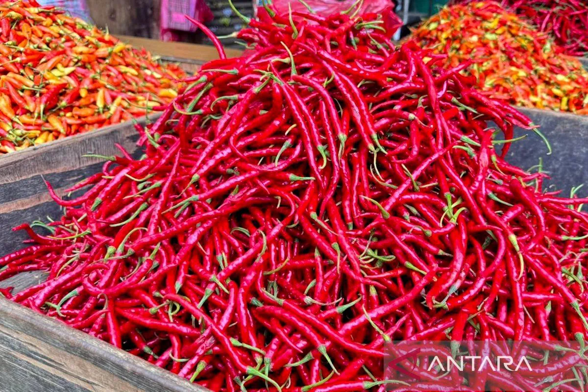 Harga Cabai Keriting Naik Akibat Curah Hujan Tinggi
