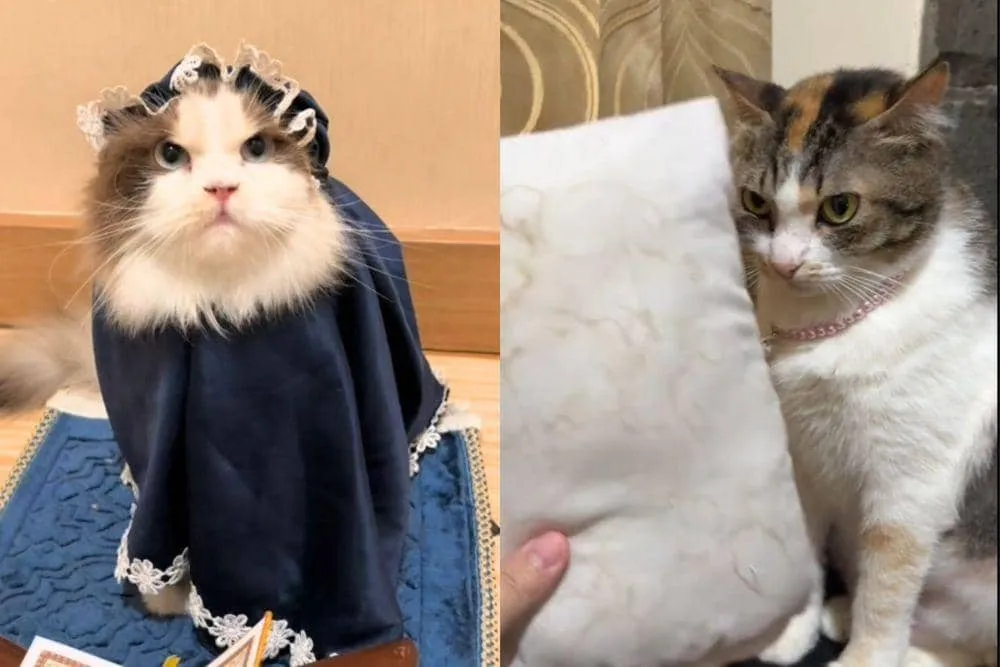 Deretan Kucing TikTok Terpopuler di Indonesia Tahun 2025