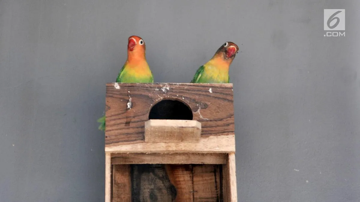 Peluang Ternak Burung Modal Kecil untuk Pemula dengan Perawatan Sederhana