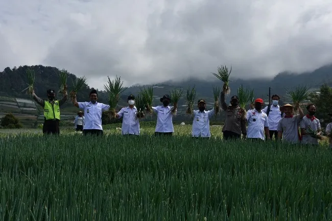 Desa Kwadungan: Pusat Produksi Daun Bawang dengan Hasil Panen Mencapai 50-60 Ton per Hari