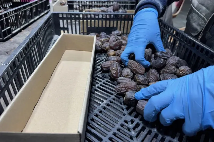 Kurma Israel Diduga Disamarkan di Pasar Global untuk Hindari Boikot