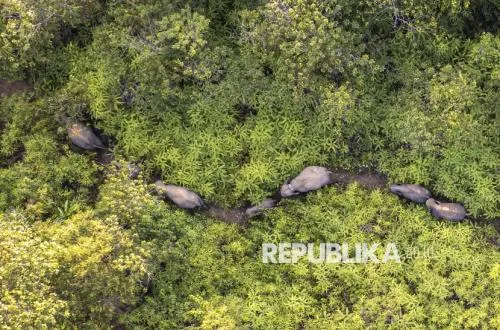 Konflik Mematikan: Manusia dan Gajah di Aceh dan Riau