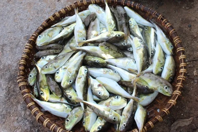 Dua Pasien Diduga Keracunan Ikan Buntal di Quang Ninh, Kementerian Kesehatan Lakukan Penyelidikan