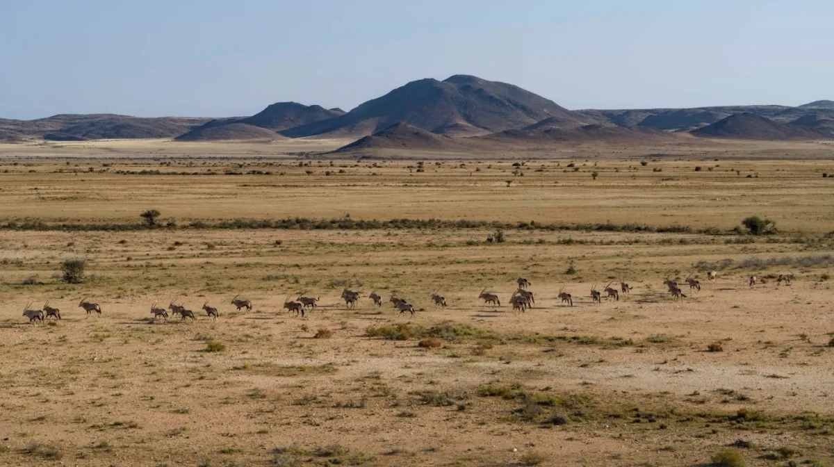 Upaya Memulihkan Jalur Migrasi Satwa di Namibia Selatan