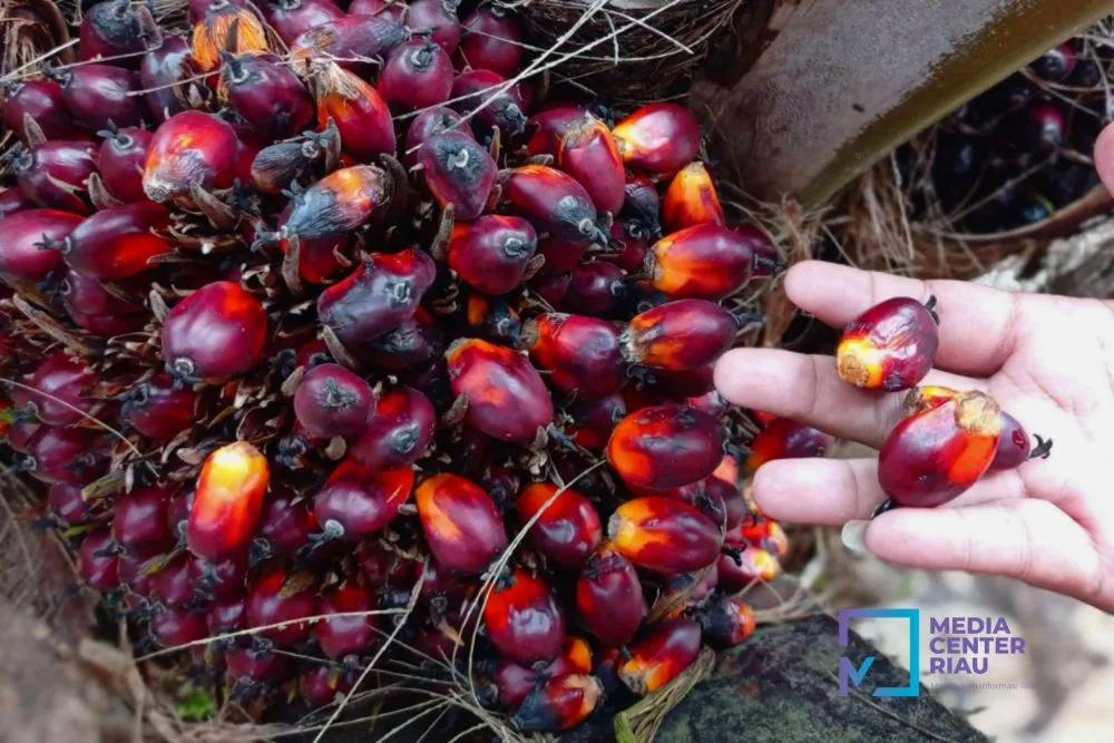 Dinas Perkebunan Riau Terapkan Harga Rata-Rata KPBN untuk Validasi Penjualan CPO