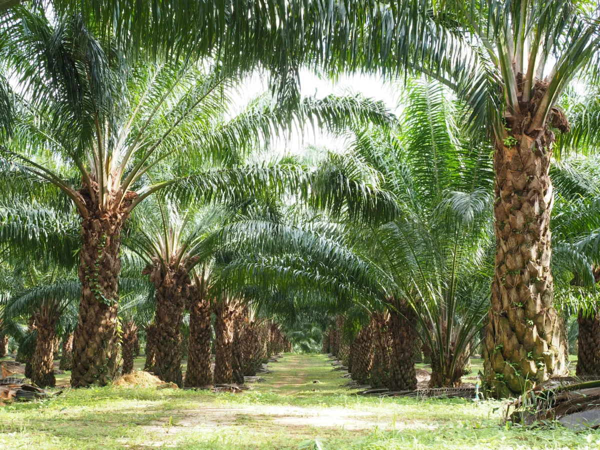 Dugaan Pelanggaran HAM dalam Arahan Tanam Sawit di Papua