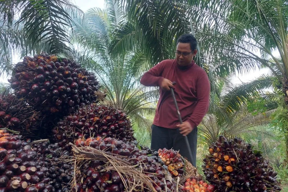 Kenaikan Harga Tandan Buah Segar Kelapa Sawit di Riau untuk Periode 14-20 Januari 2026