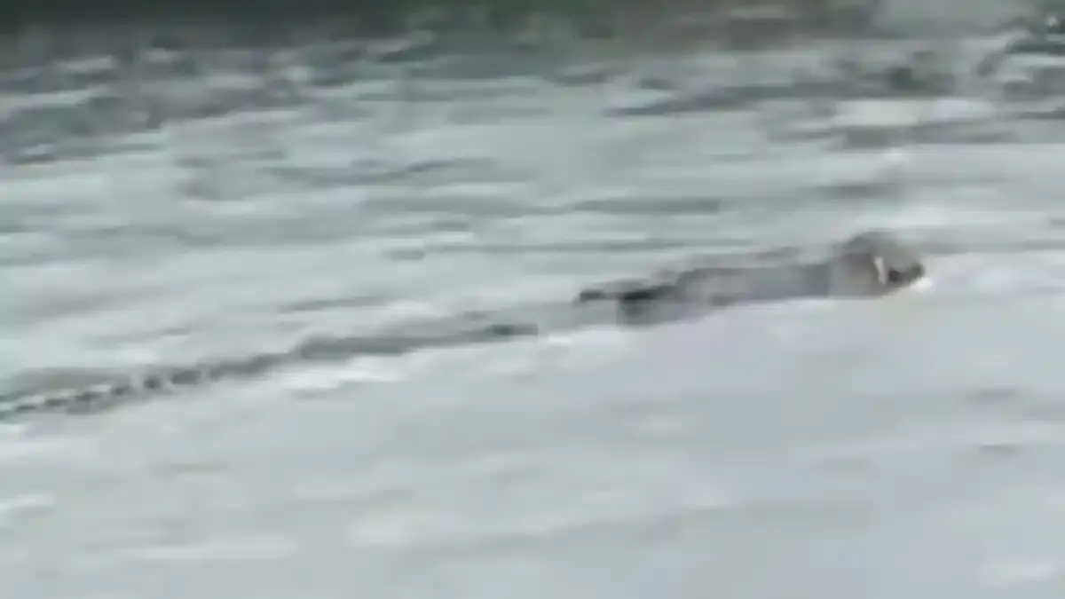 BKSDA Sumbar Rencanakan Pengecekan Setelah Video Buaya Besar Viral di Media Sosial