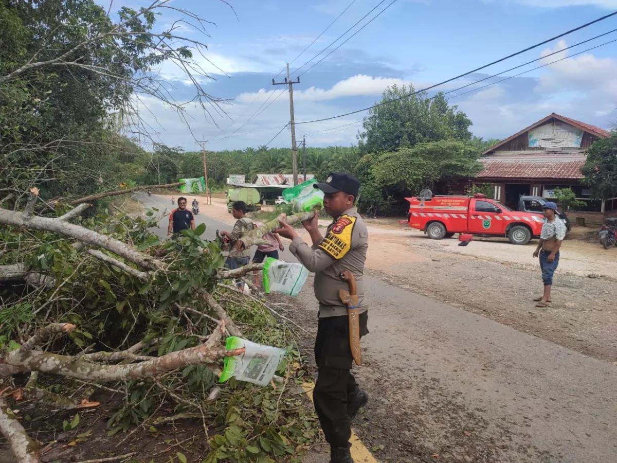 Evakuasi Pohon Tumbang Ganggu Arus Lalu Lintas di Labanan Makmur