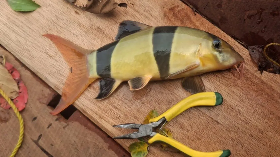 Ikan Botia Badut: Keindahan Endemik Indonesia yang Memikat di Akuarium