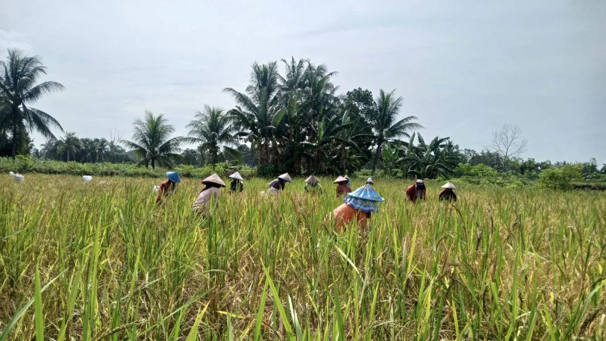 Peran Vital Perempuan dalam Keberlanjutan Pangan di Kalbar