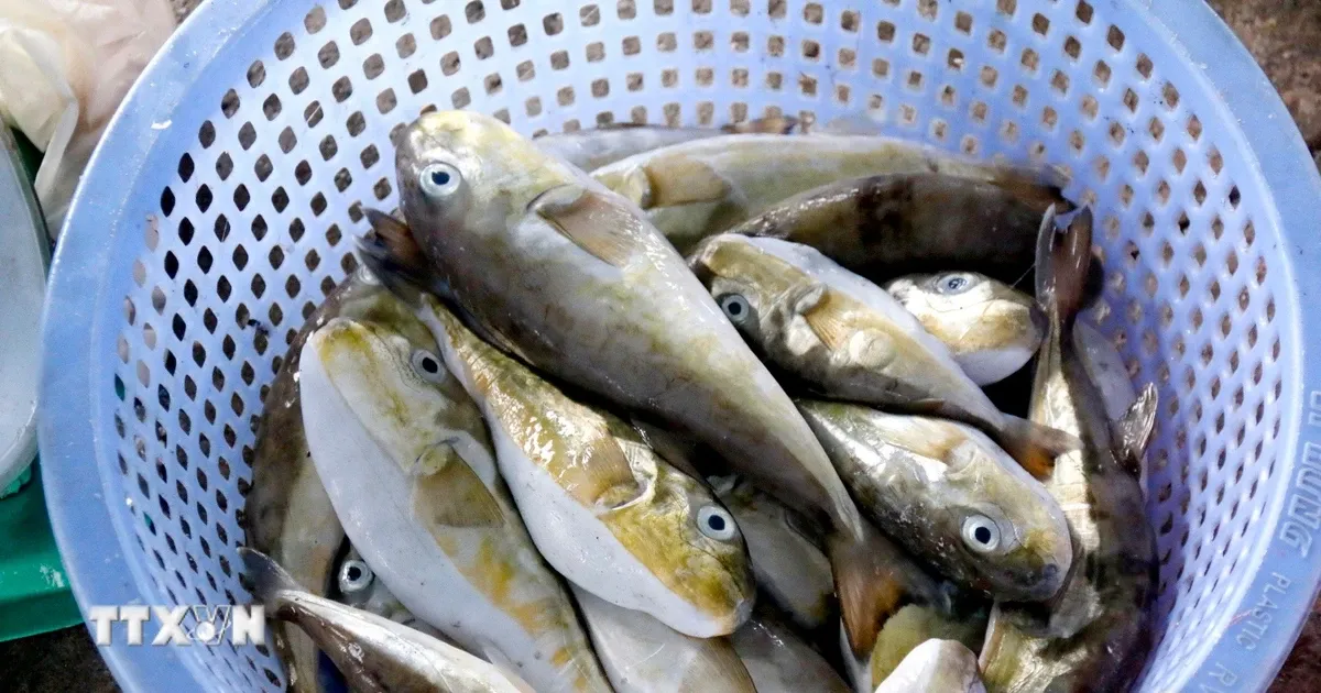 Penyelidikan Keracunan Ikan Buntal Dilakukan di Quang Ninh