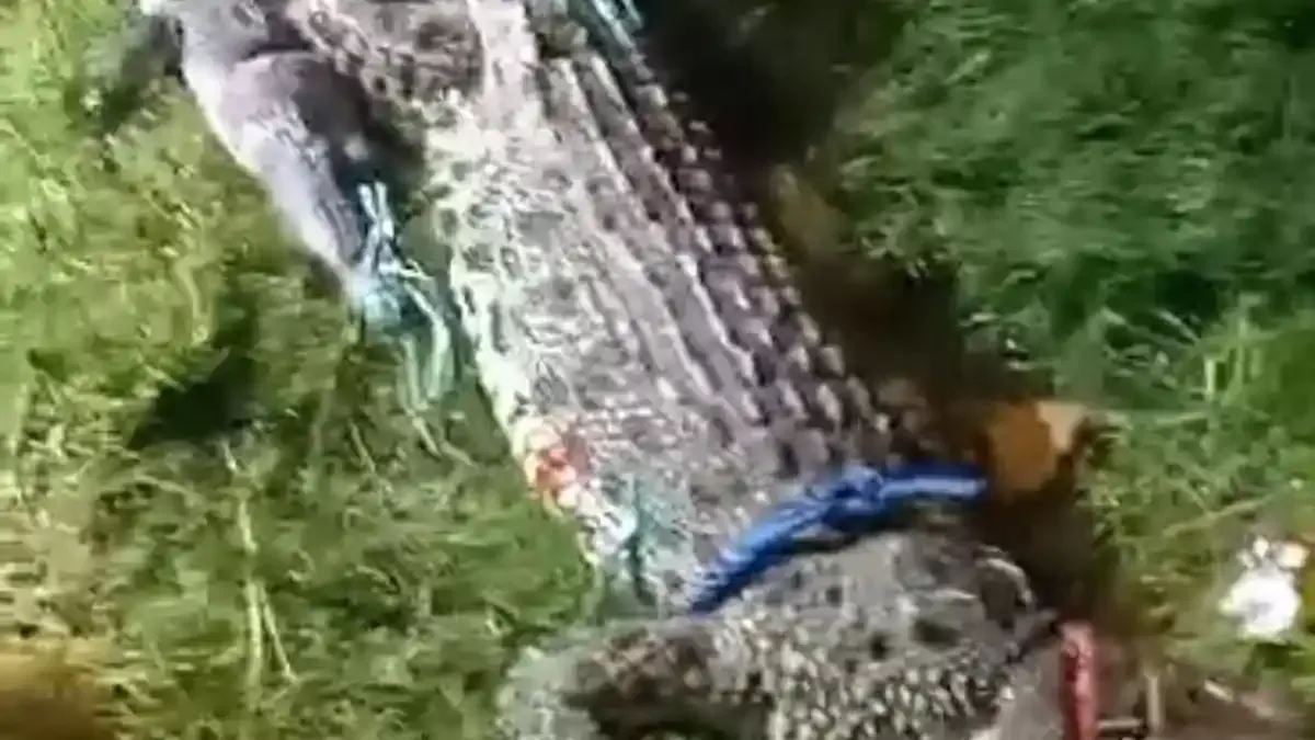 Deteksi Keberadaan Buaya di Sungai dan Rawa: Kasus Warga Luwu Hilang Diduga Diterkam