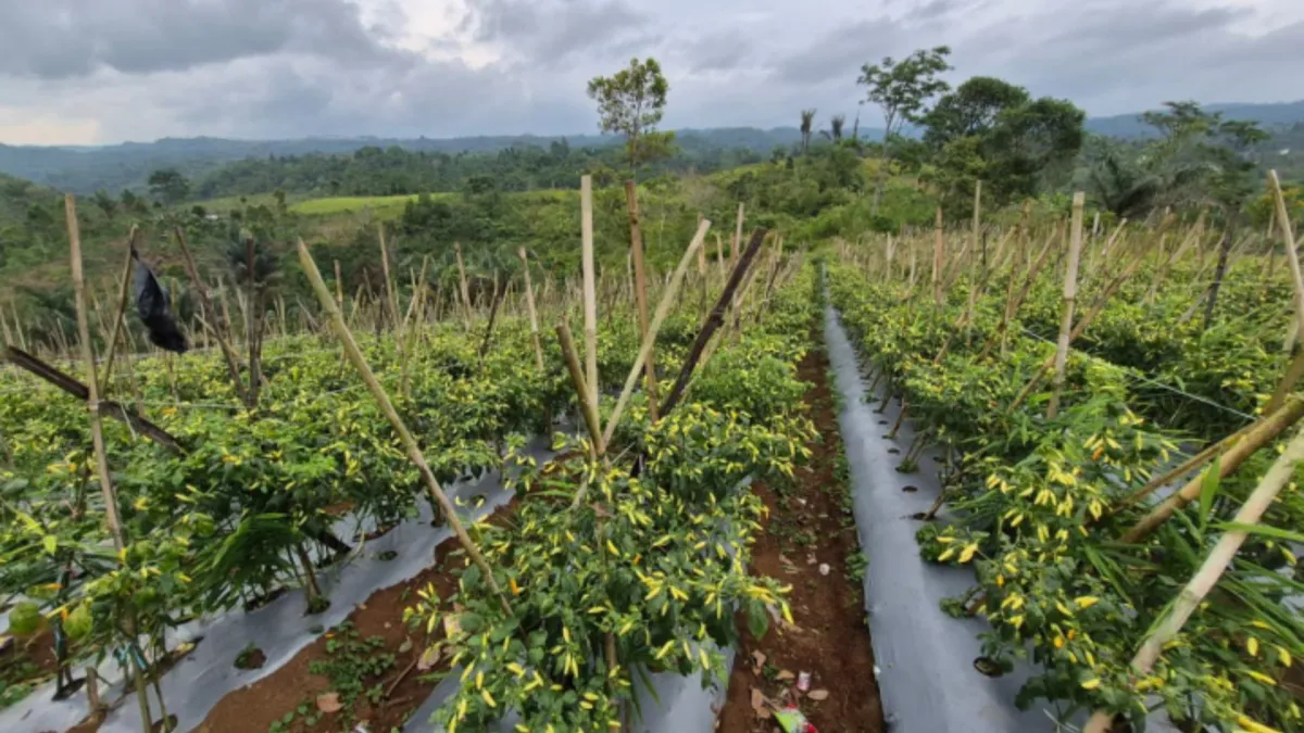 Harga Cabai Stabil Berkat Panen Raya di Indonesia