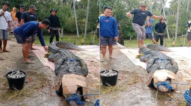 Penangkapan Buaya Raksasa yang Mengganggu Warga Kolono