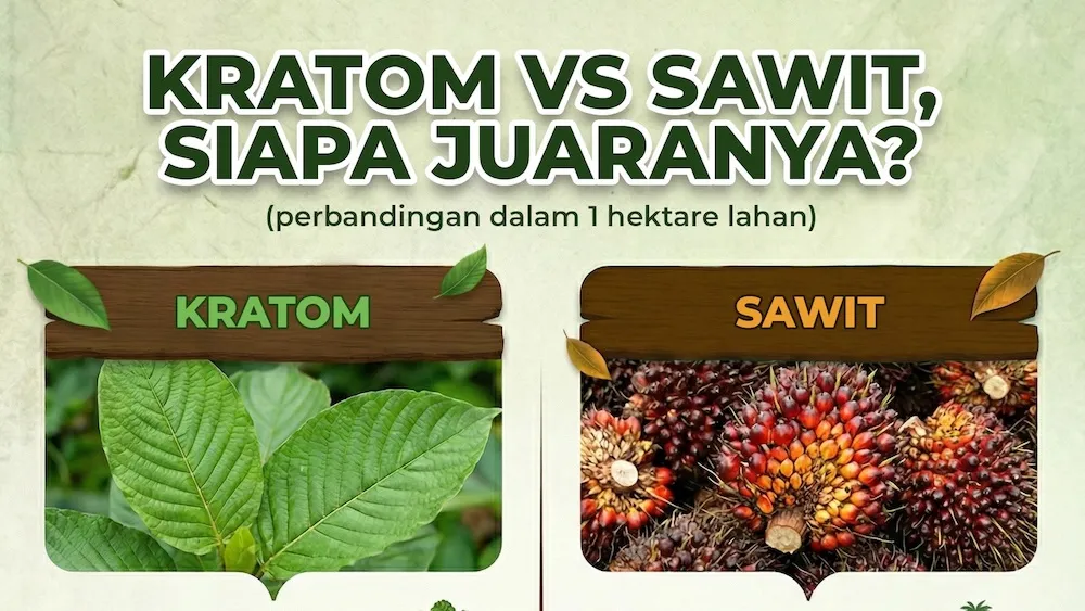 Potensi Ekonomi Kratom di Kutai Kertanegara