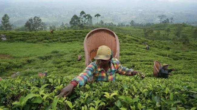 Sri Lanka: Kebun Teh Terkenal Dunia dan Pilar Ekonomi