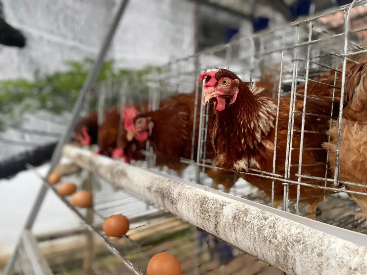WBP Rutan Pekalongan Panen Telur Ayam Petelur Selama Ramadan