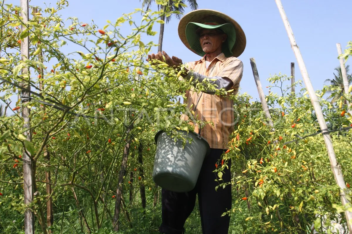Pusat Utama Produksi Horti di Jawa Timur